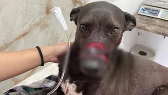Detienen en Pachuca a una persona por presunta agresión a un perro