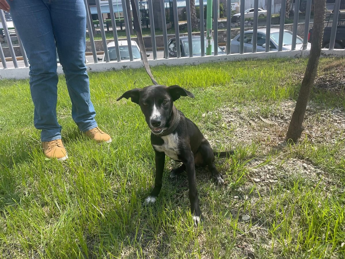 Confirman detención de sujeto por maltrato a tres perros en Pachuca Post feature image