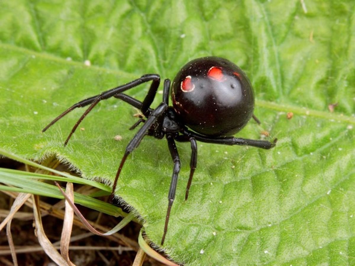 ¡Alerta Sanitaria en Hidalgo! Aumentan Casos de Picaduras de Araña Viuda Negra Post feature image