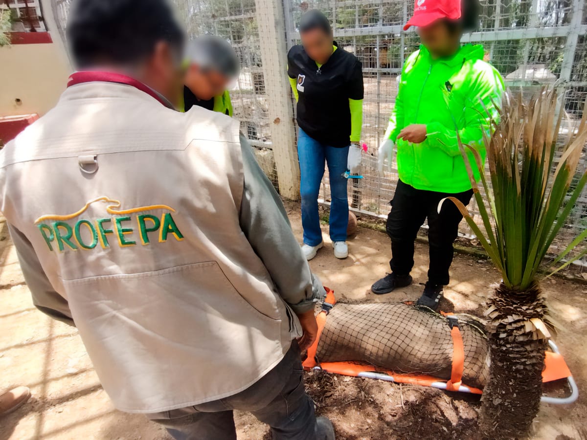 Profepa cambia de depositaria a un puma en Hidalgo por maltrato y condiciones inadecuadas Post feature image