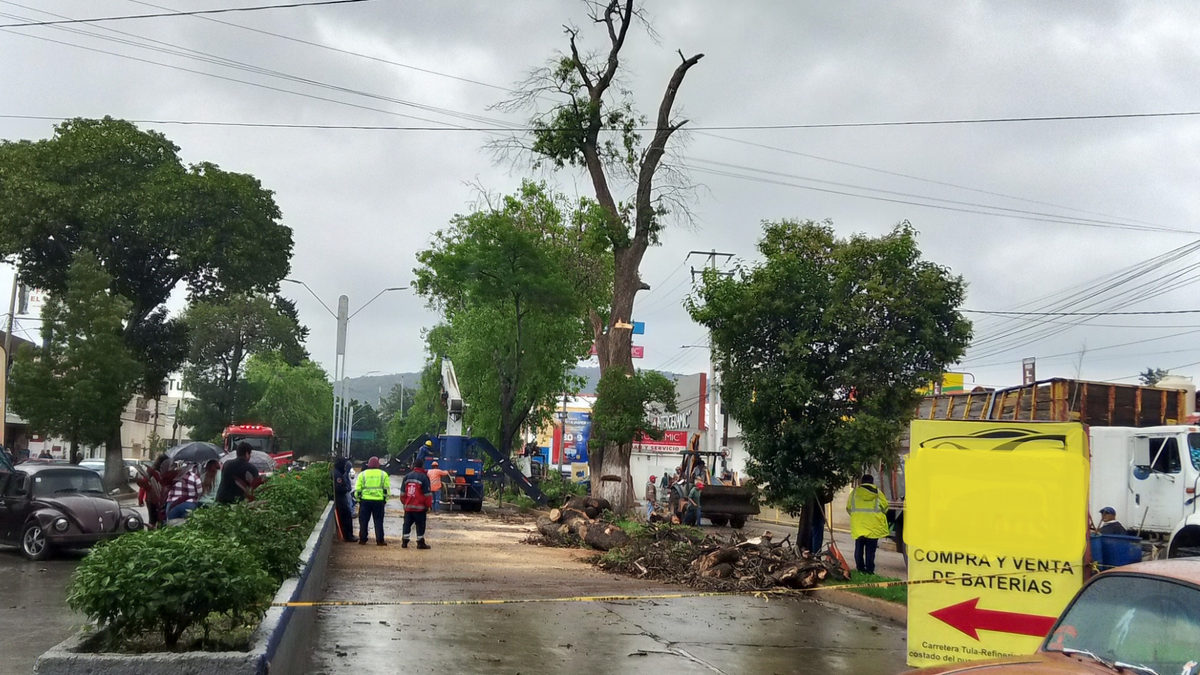 Tras incidente con vehículo, podan árbol en Tula de Allende Post feature image