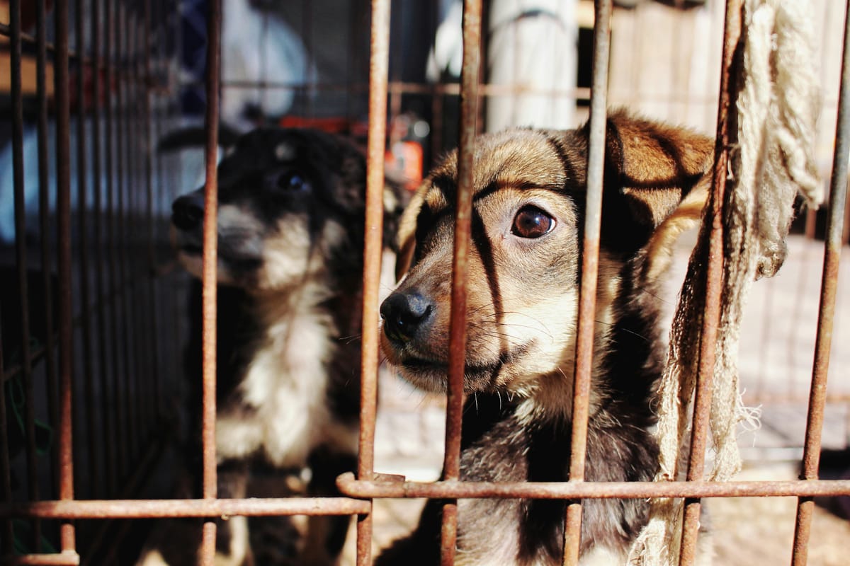 Rescatan a tres perros víctimas de maltrato en Pachuca Post feature image