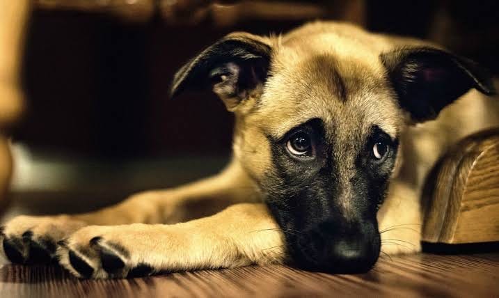 Indignación en Ixmiquilpan por brutal ataque con machete a un perro Post feature image