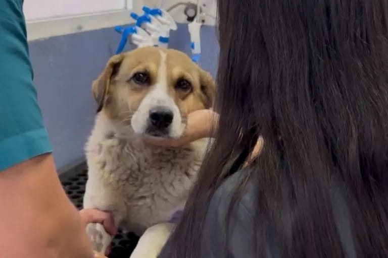 Hachi, el perrito baleado en San Agustín Tlaxiaca, lucha por su vida y necesita ayuda Post feature image