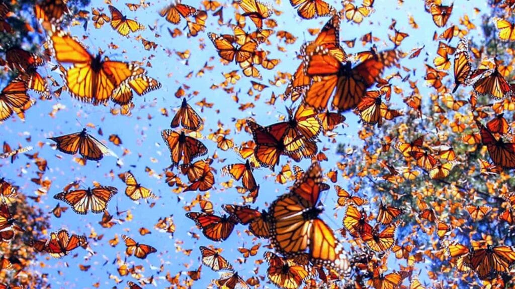 En contra de los pronósticos se duplica la población de mariposas Monarca Post feature image