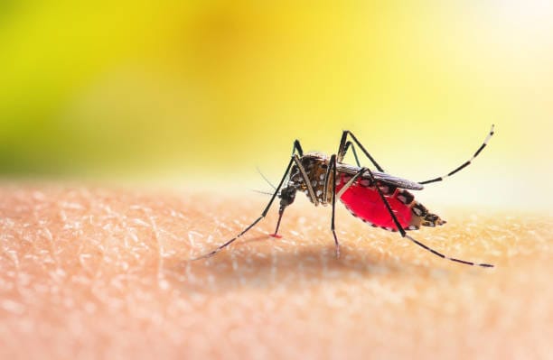 Incrementan los casos de dengue Post feature image