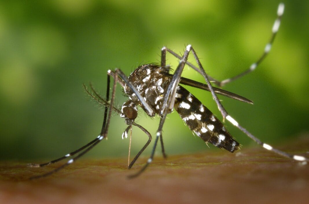 Hidalgo: 37 casos de dengue confirmados en 2025, sin defunciones Post feature image