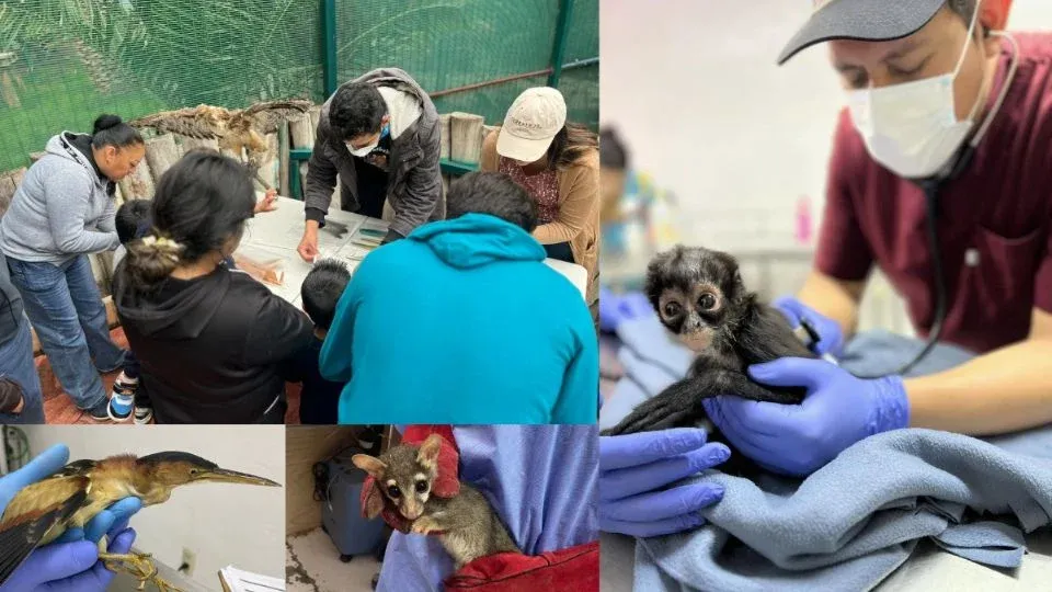 Pachuca transforma la rehabilitación de fauna silvestre Post feature image