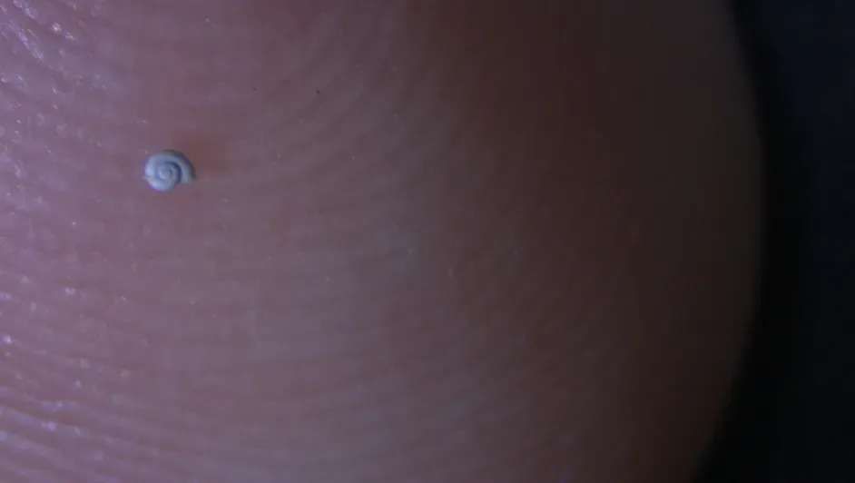 Descubren en Coahuila el caracol de agua dulce más pequeño del mundo Post feature image