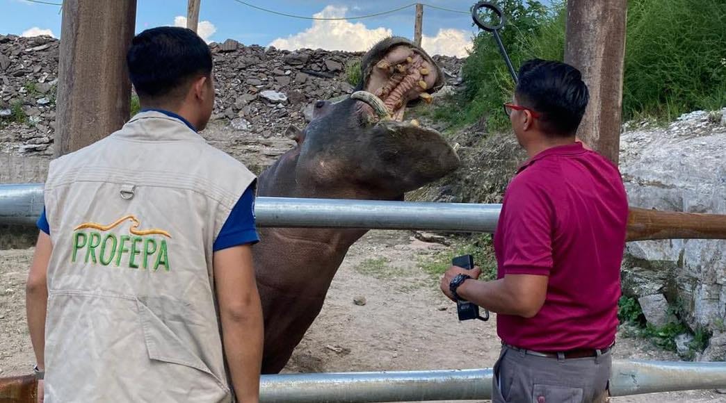 Asegura Profepa animales exóticos en Hidalgo Post feature image