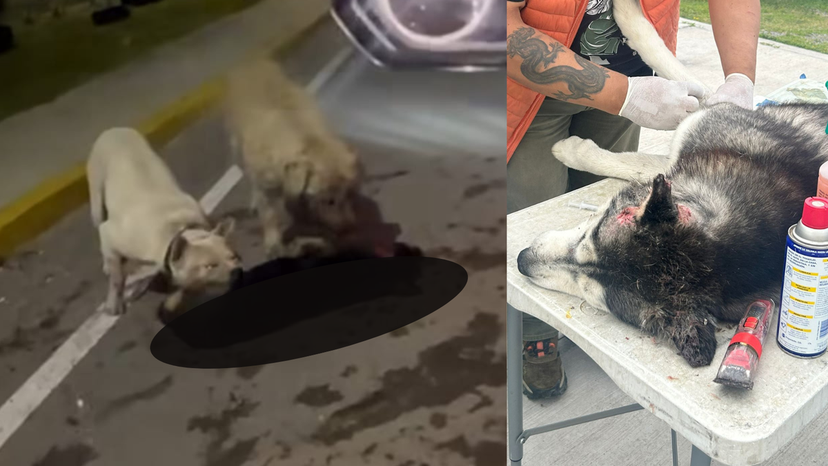Indignación en Actopan por ataque mortal de pitbull Post feature image