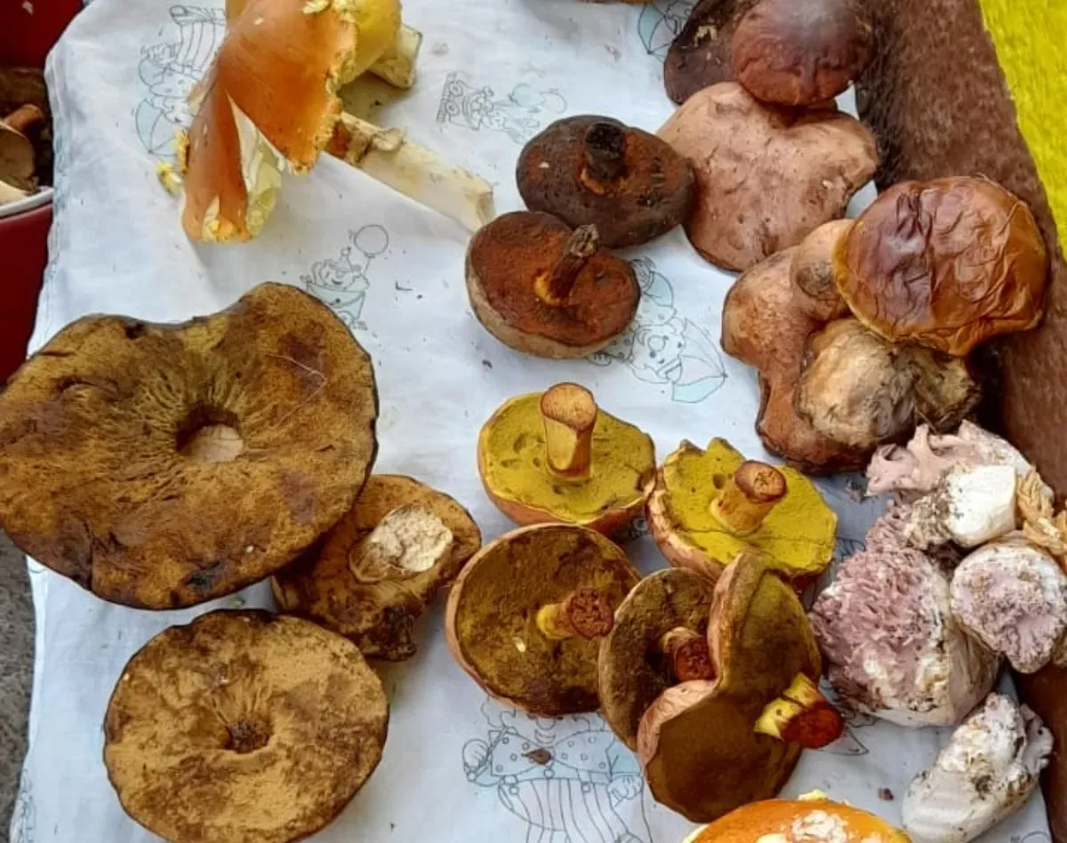 Hongos: el tesoro gastronómico y natural de Hidalgo Post feature image