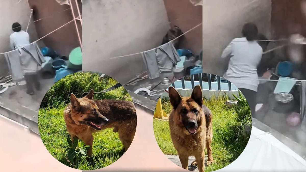 Autoridades rescatan a perros tras denuncia de maltrato en Pachuca Post feature image
