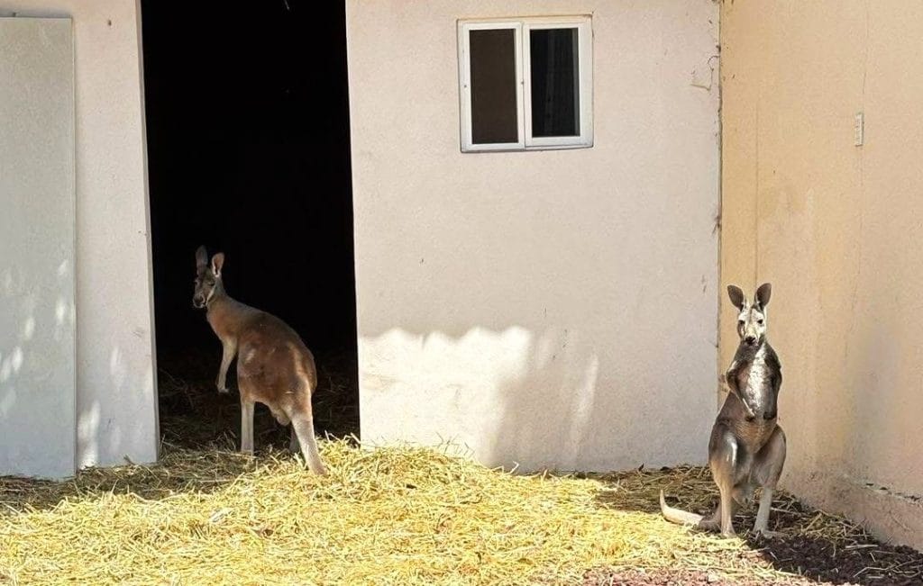 Decomisan felinos y canguros en Hidalgo; alertan sobre tráfico ilegal de especies Post feature image
