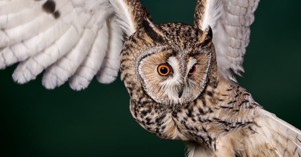 Aviario de Pachuca: refugio legal y educativo para aves silvestres Post feature image