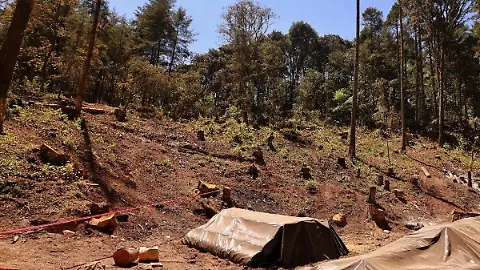 Parque Nacional El Chico enfrenta riesgo de cierre parcial por plaga de gusano descortezador Post feature image
