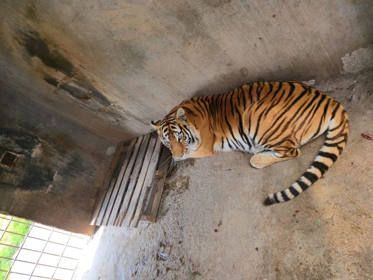 Aseguran a 4 felinos salvajes Post feature image