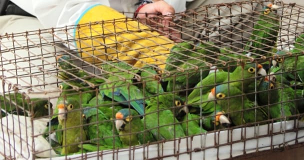 Aseguran 53 aves silvestres en tianguis de Tlahuelilpan Post feature image