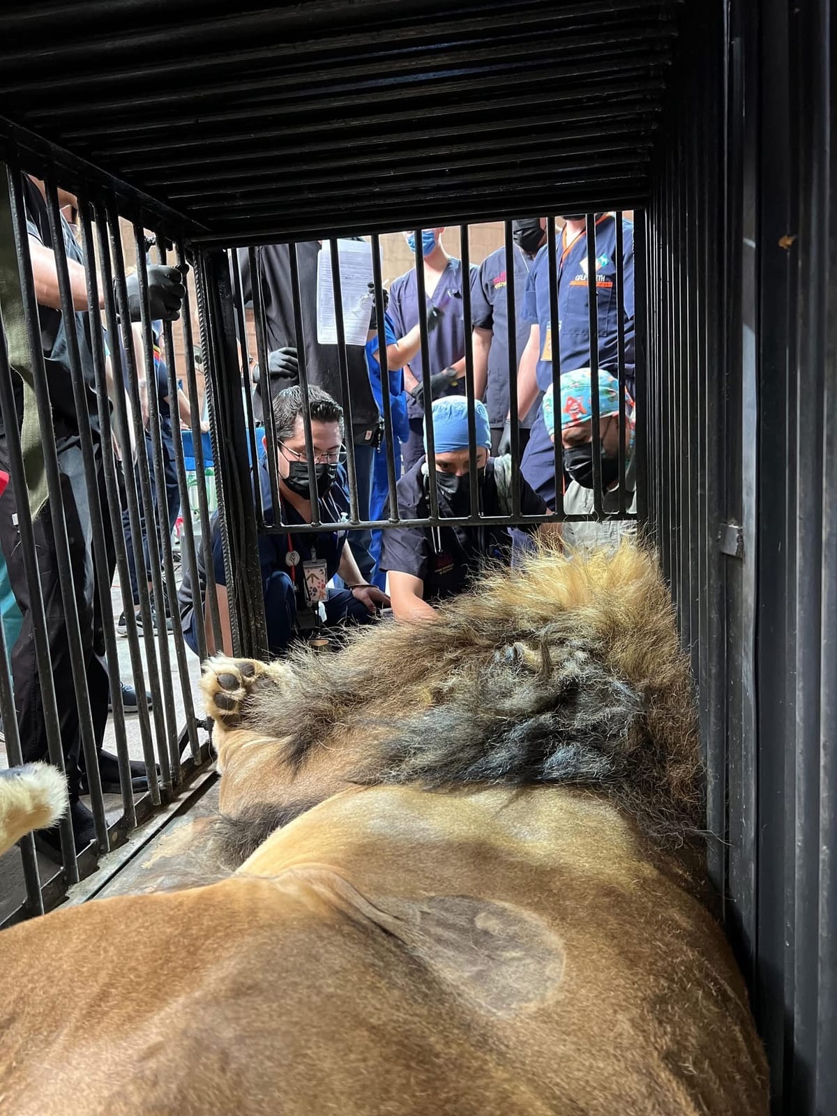 Simba, león africano bajo resguardo en Pachuca, recibe atención clínica especializada Post feature image
