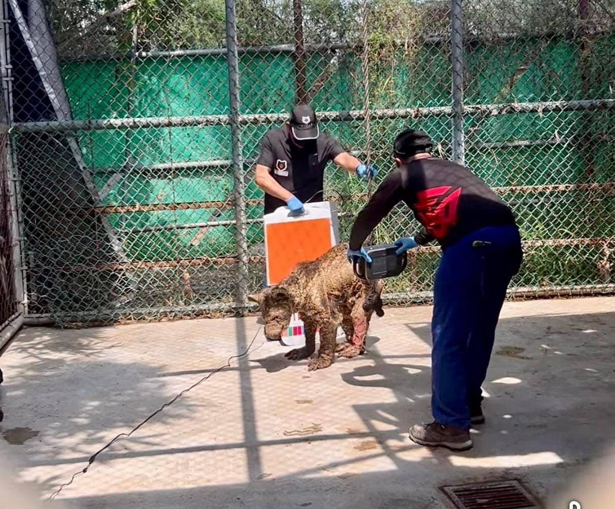 La osa “Mina” ya se encuentra en Hidalgo para recibir atención especializada Post feature image