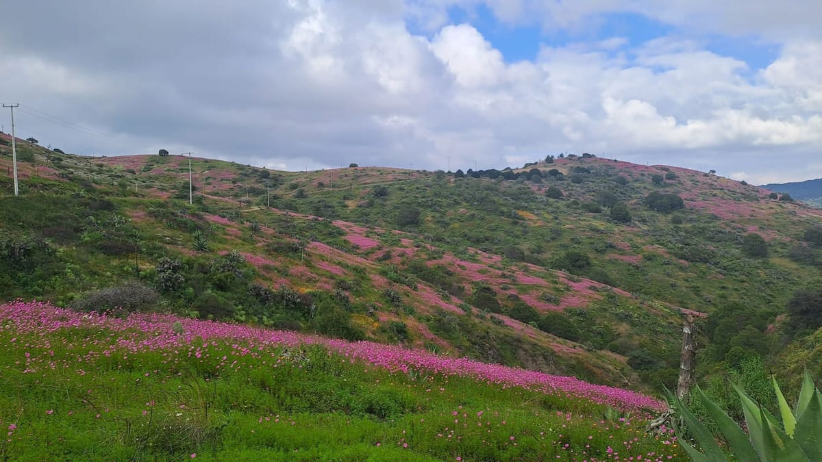 Campos de Hidalgo se tiñen de color con la llegada de los mirasoles morados Post feature image