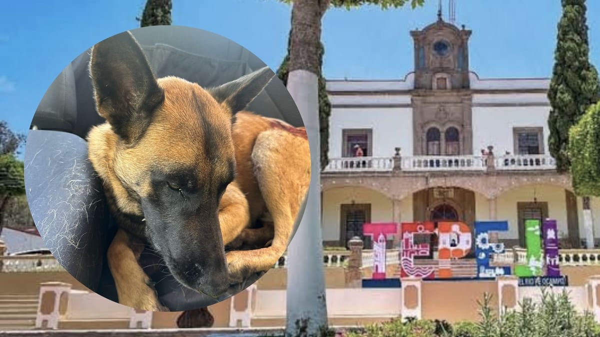 Bruno, un perro rescatado tras sufrir herida por presunto machetazo en Tepeji del Río Post feature image