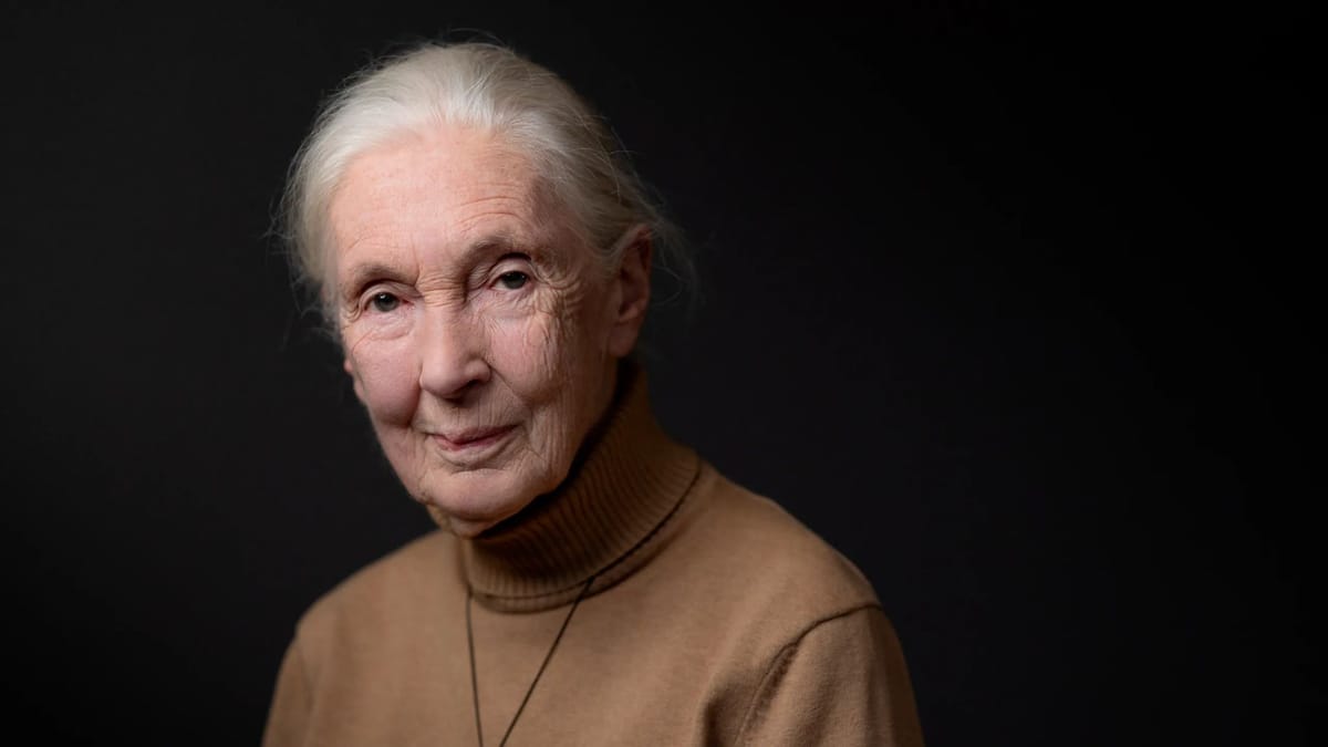 Fallece Jane Goodall, pionera en el estudio de los chimpancés, a los 91 años Post feature image