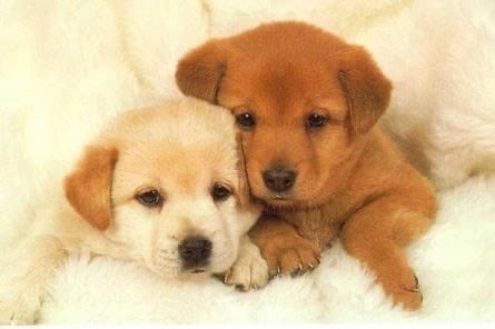 Hidalgo busca regular custodia de mascotas en divorcios Post feature image
