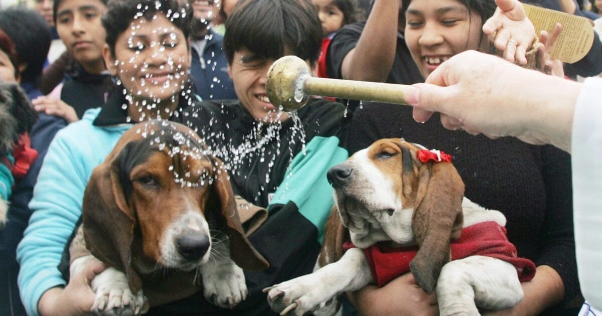 Hoy día de bendecir a las mascotas Post feature image