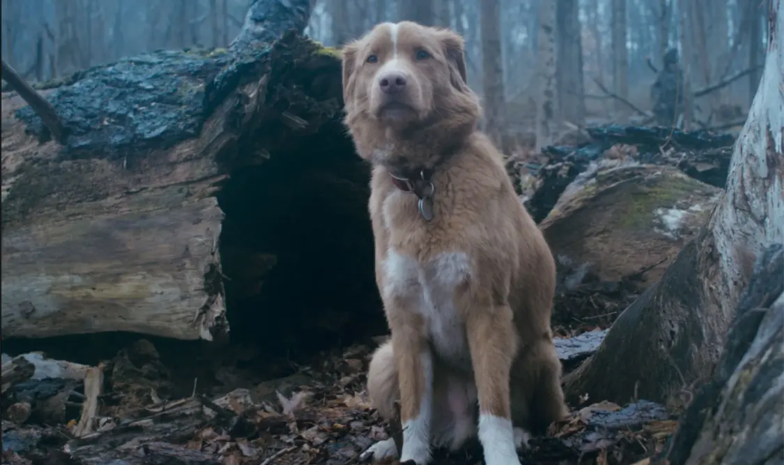 Por primera vez un peludo recibe premio a la mejor actuación Post feature image