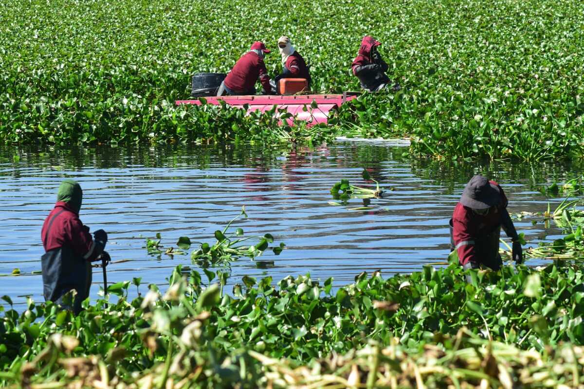 Cambio climático agrava infestación de lirio acuático en la Presa Endhó Post feature image