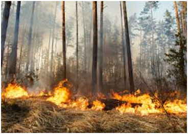 Prevén repunte de incendios forestales en 2026 por altas temperaturas y baja humedad Post feature image