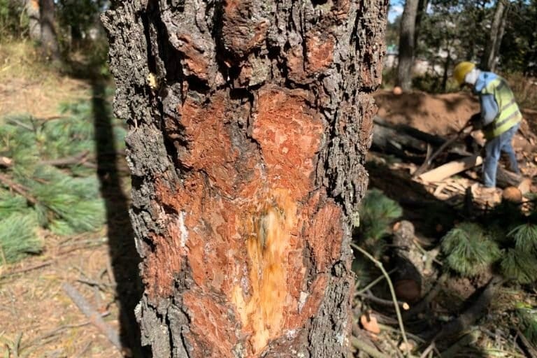 Hidalgo mantiene vigilancia ante presencia de plagas forestales Post feature image