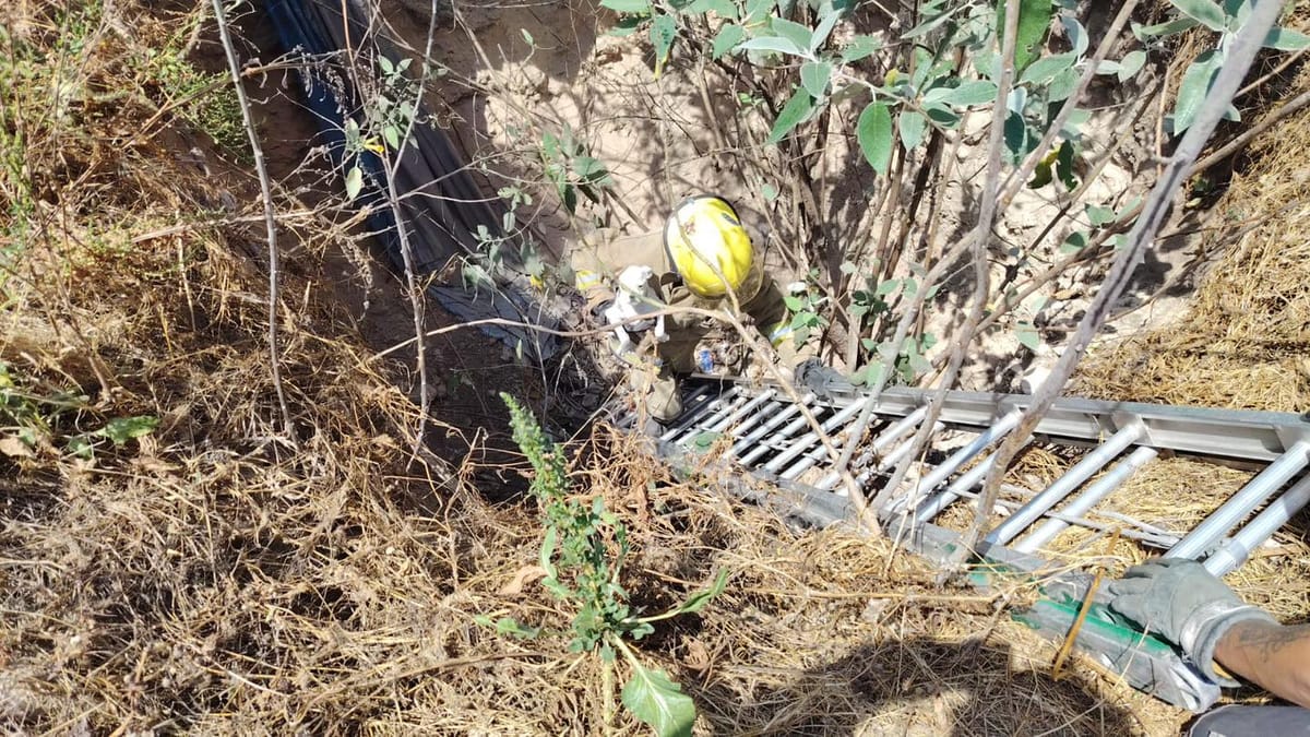 Rescate oportuno en Mixquiahuala: Protección Civil salva a canino atrapado en fosa profunda Post feature image