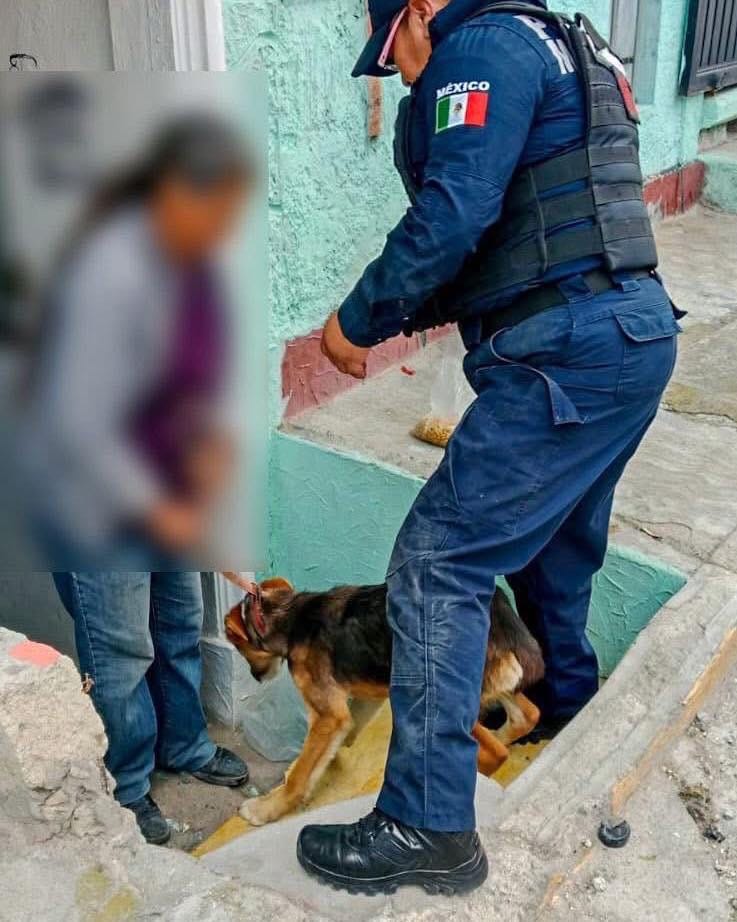 Aseguran tres perros tras intervención por presunto maltrato animal en Pachuca Post feature image