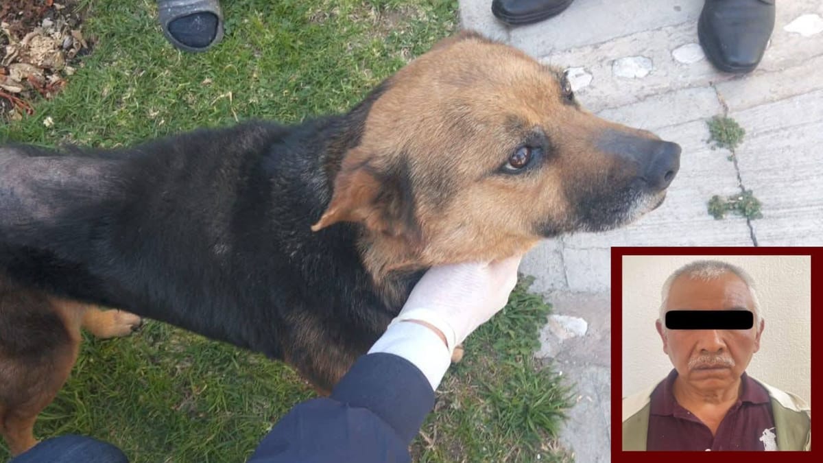 Sentencian a hombre por zoofilia en Mineral de la Reforma; caso de Rayito marca precedente en Hidalgo Post feature image