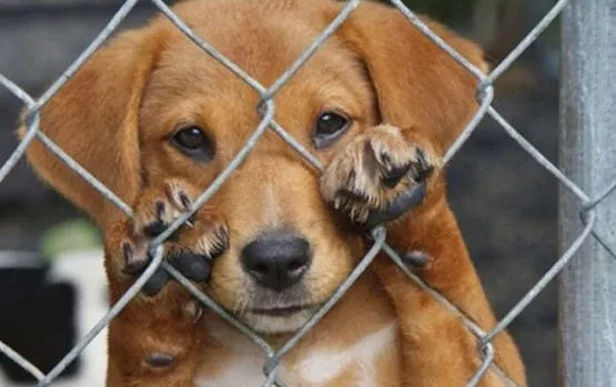 Video de sujetos forzando a un perro a beber alcohol desata indignación en redes sociales Post feature image