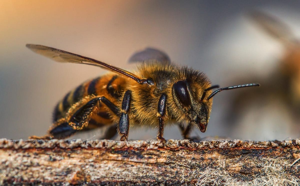 Entre el miedo y la supervivencia: por qué las abejas son fundamentales para nuestra vida Post feature image