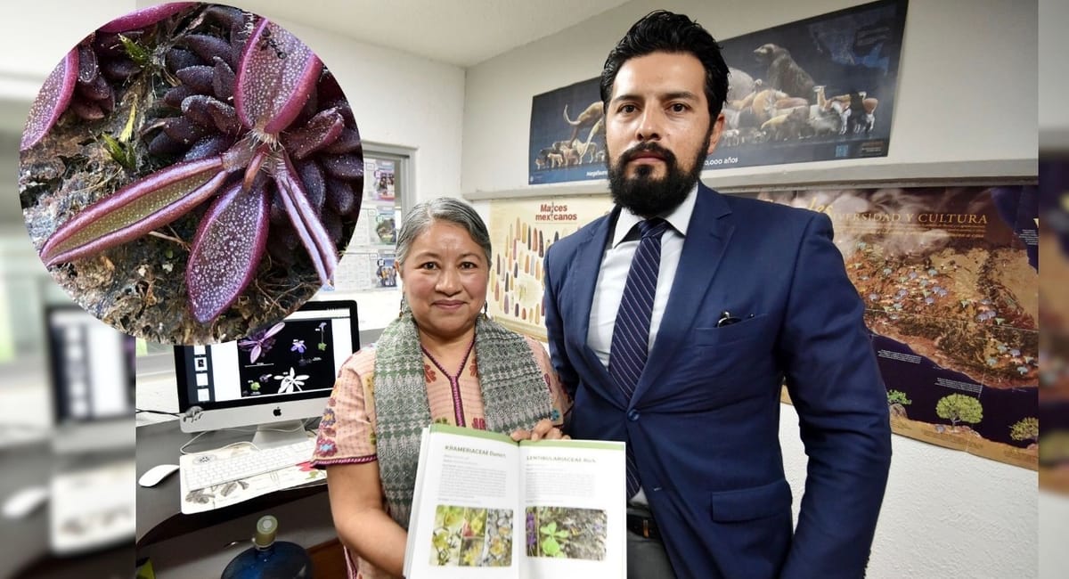 Descubren en Hidalgo una nueva especie de planta carnívora; advierten riesgo de extinción Post feature image