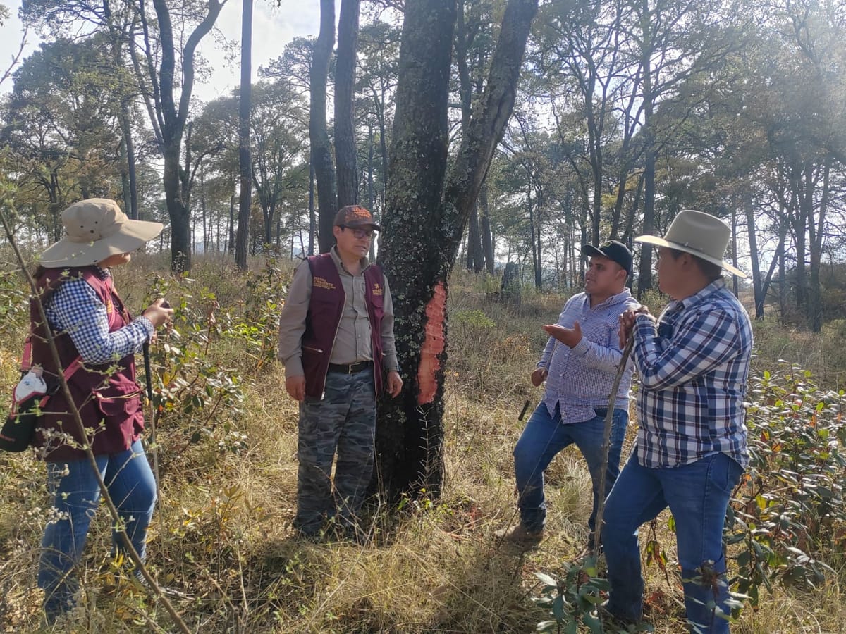 Gusano descortezador afecta más del 33% del bosque en el Parque Nacional El Chico Post feature image