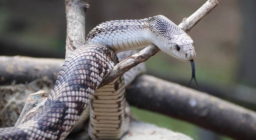 Hidalgo registra aumento de 159% en mordeduras de serpiente; suma 70 casos en 2026 Post feature image