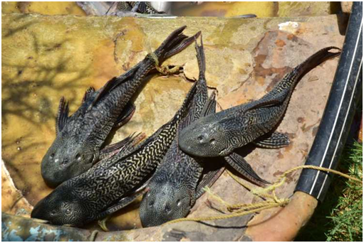 Aparición de pez diablo en río de Huautla genera preocupación entre pobladores Post feature image