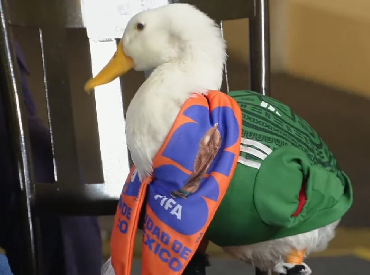 El Pato Merlín rumbo a convertirse en influencer Post feature image