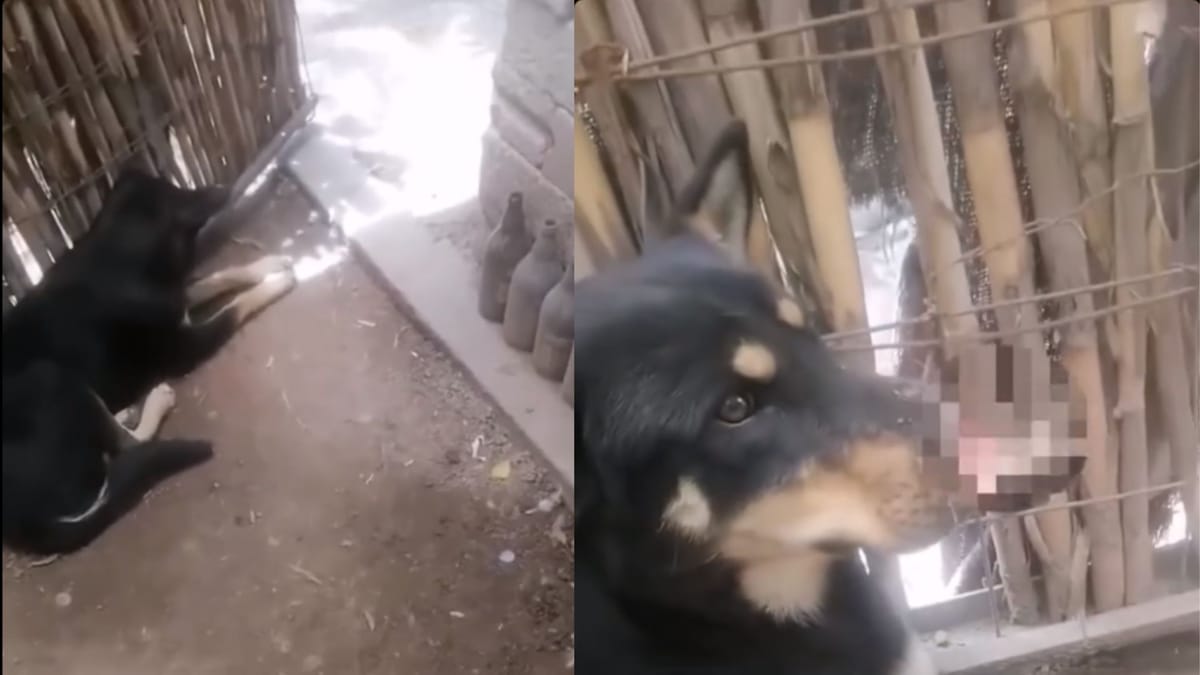Denuncian presunto caso de maltrato animal en Tasquillo; piden atención para "Botas" Post feature image