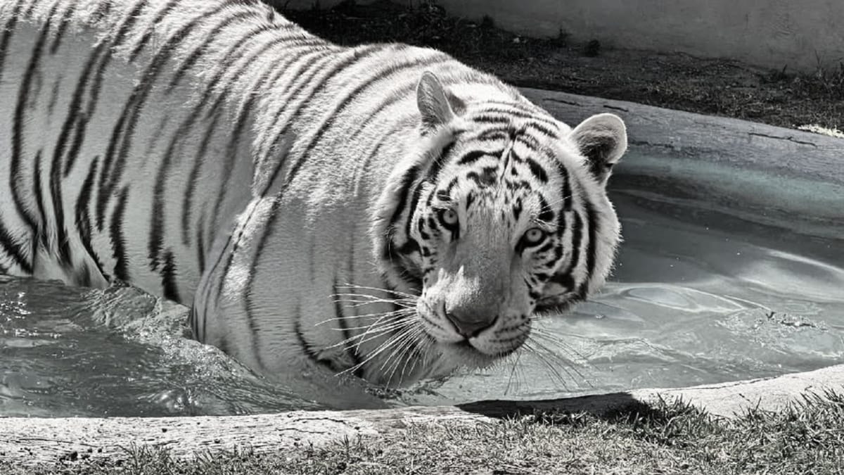 EdoMex:Profepa confirma muerte de Kenzo; asociación de zoológicos cuestiona operativo de rescate Post feature image