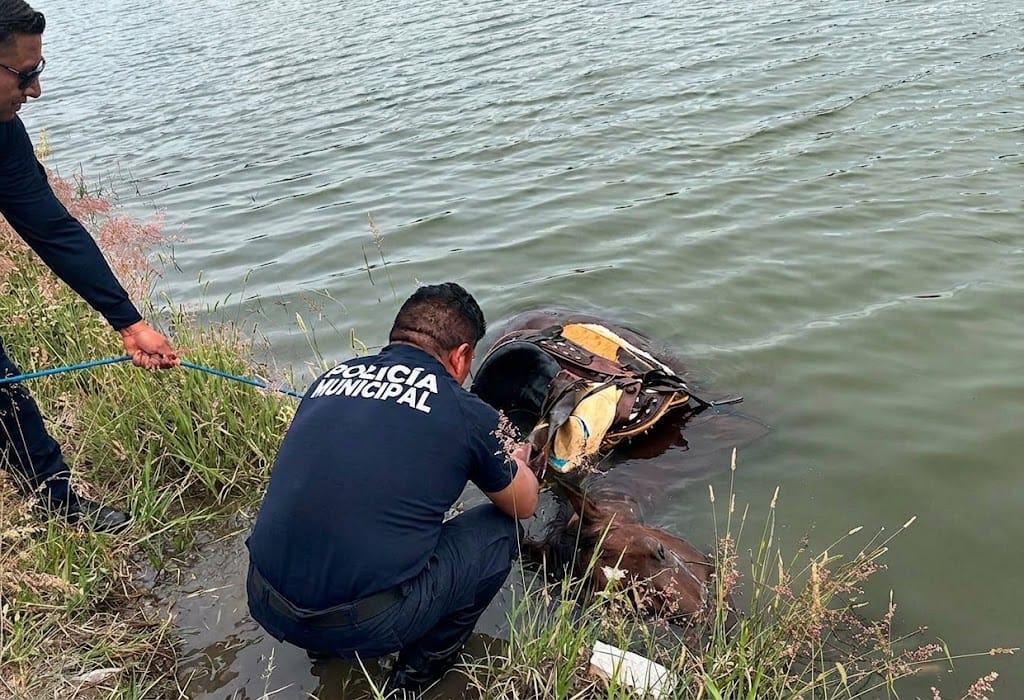 Buscan a jinete tras presunta caída a un bordo en Huichapan Post feature image