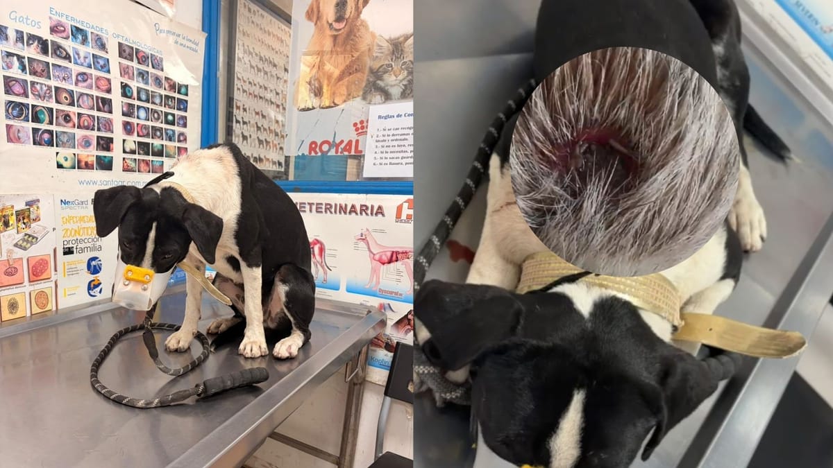 Descartan gusano barrenador en “Botas”, perrito rescatado en Tula de Allende Post feature image