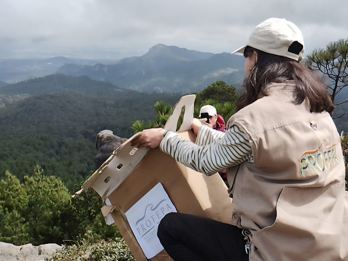 Liberan 33 animales silvestres en el Cerro de las Navajas, en Hidalgo Post feature image