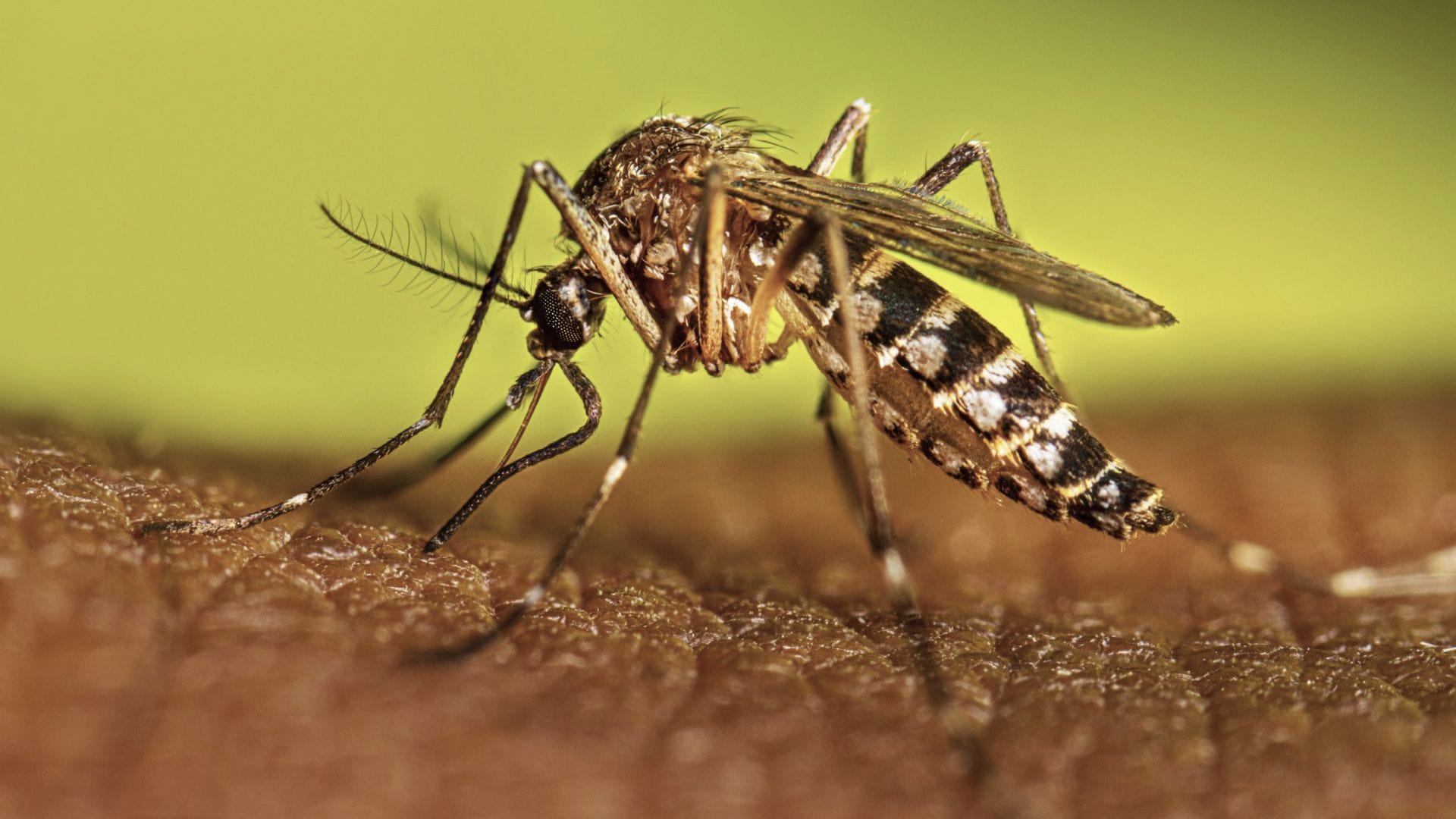 Incrementan casos de dengue en la Huasteca Hidalguense; llaman a reforzar medidas preventivas