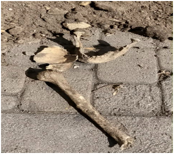 Localizan presuntos restos humanos durante obras en Pachuca Post feature image